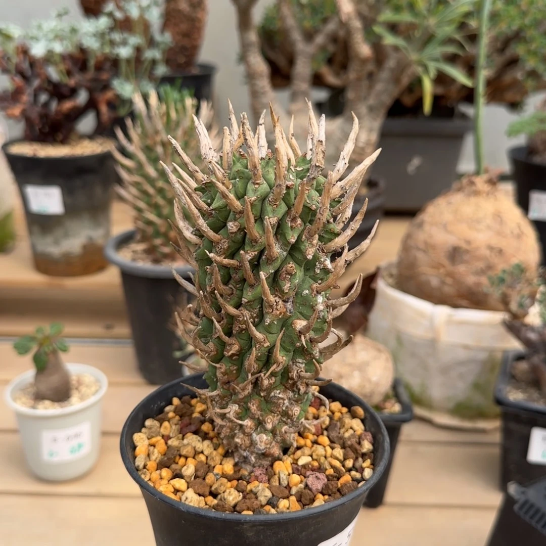 586斗牛角大戟块根植物