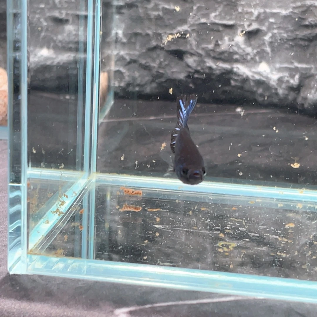 斗鱼黑天鹅将军公