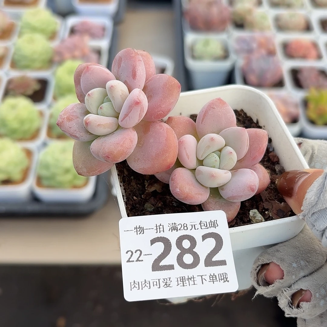 红洛神无盆土发货