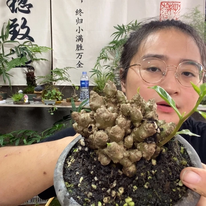 阿***湖无花朵一物一拍80