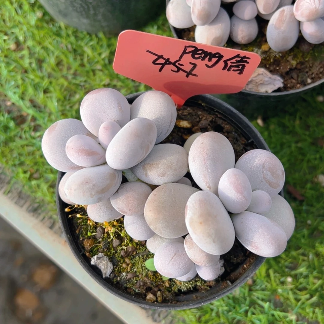 福利来啦打榜啦打榜