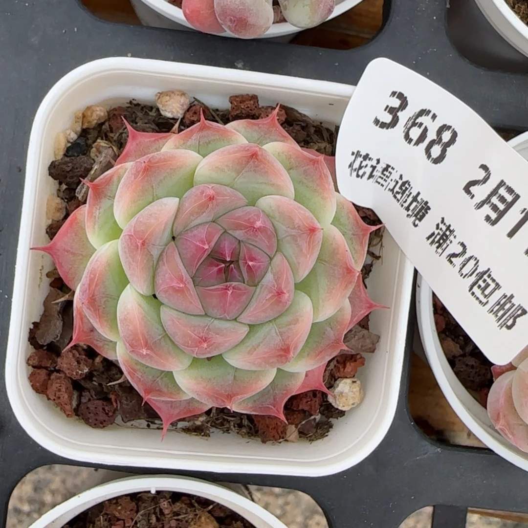 花语逸境0211-368