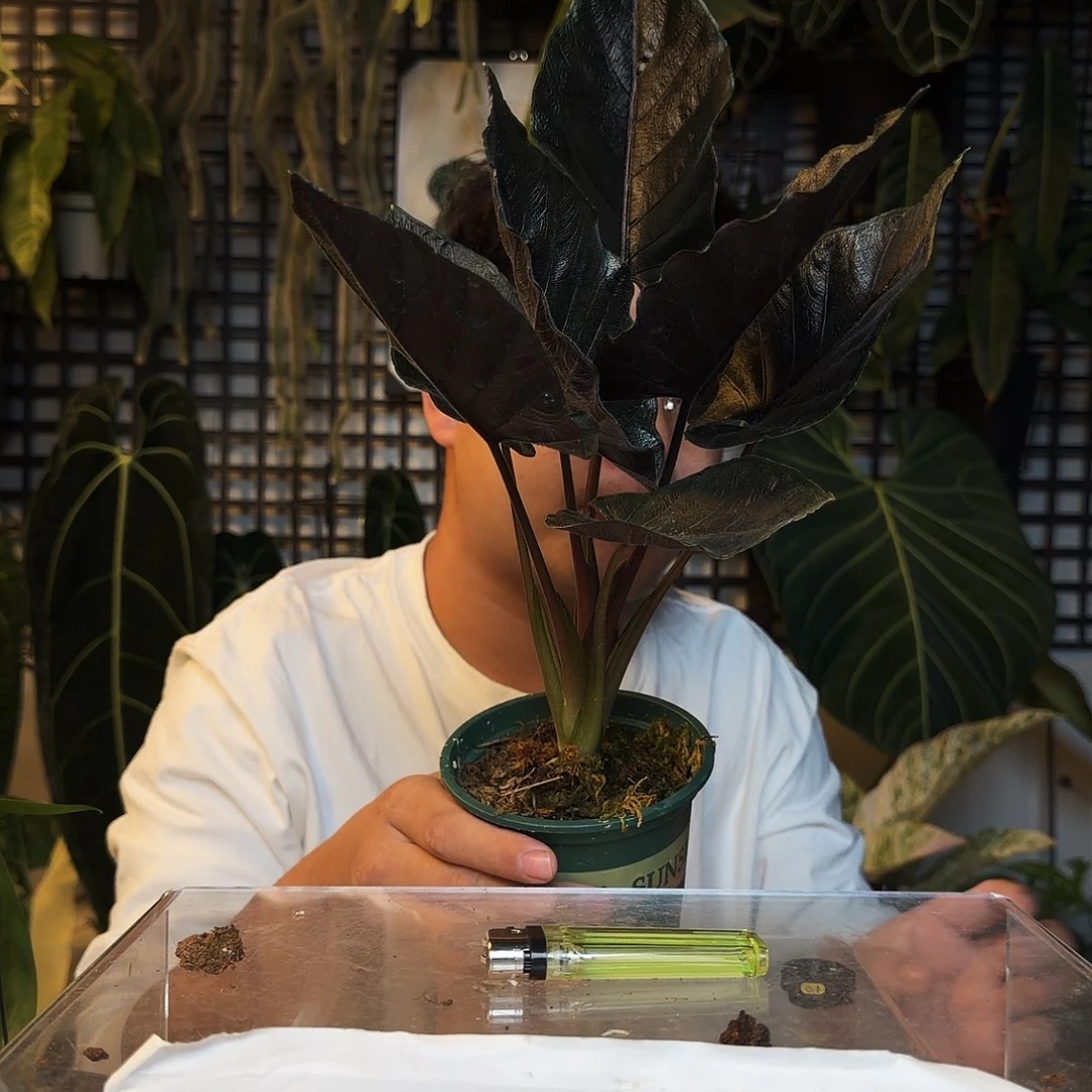 完全开放D17安陀罗海芋