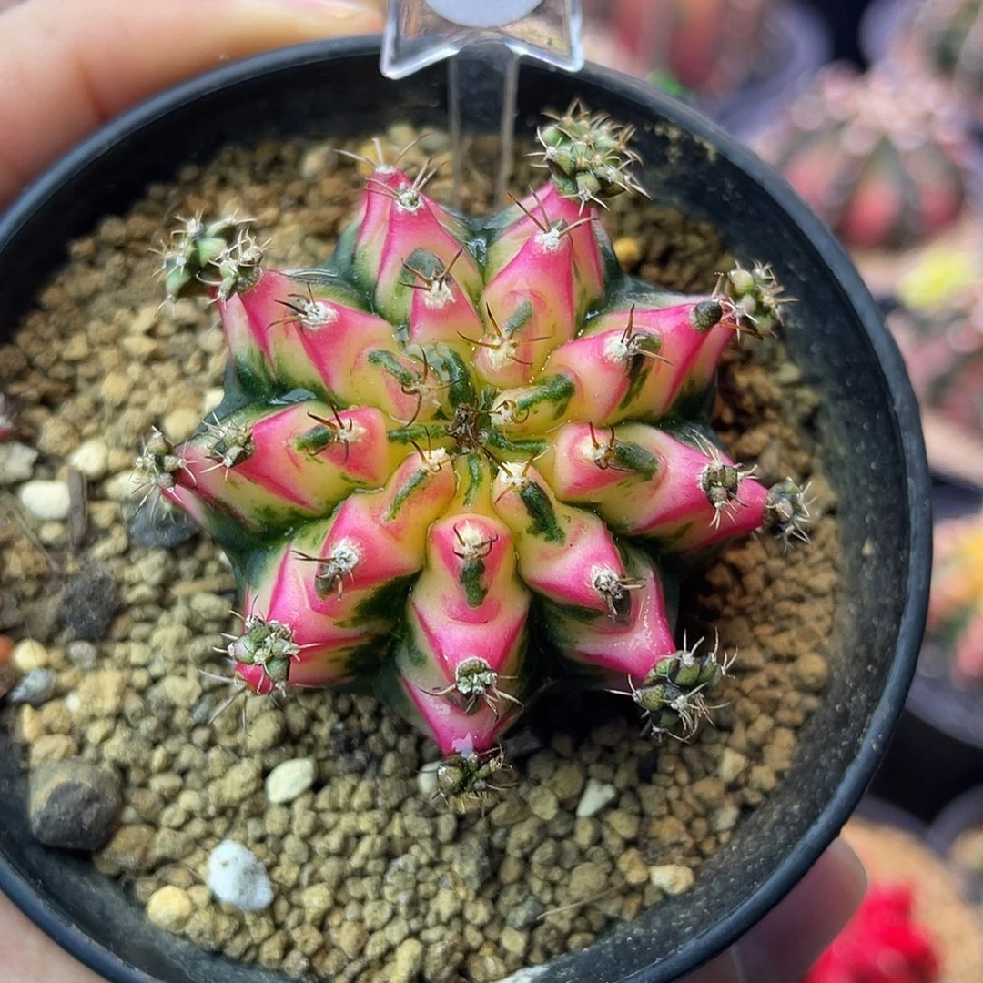 翡***1-184名品好彩4.3厘米