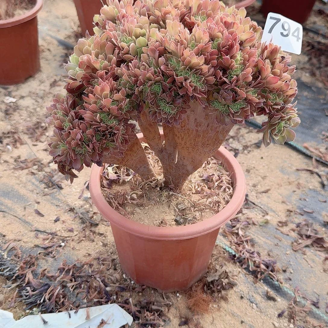 794玫瑰朵朵一颗呀满28包邮