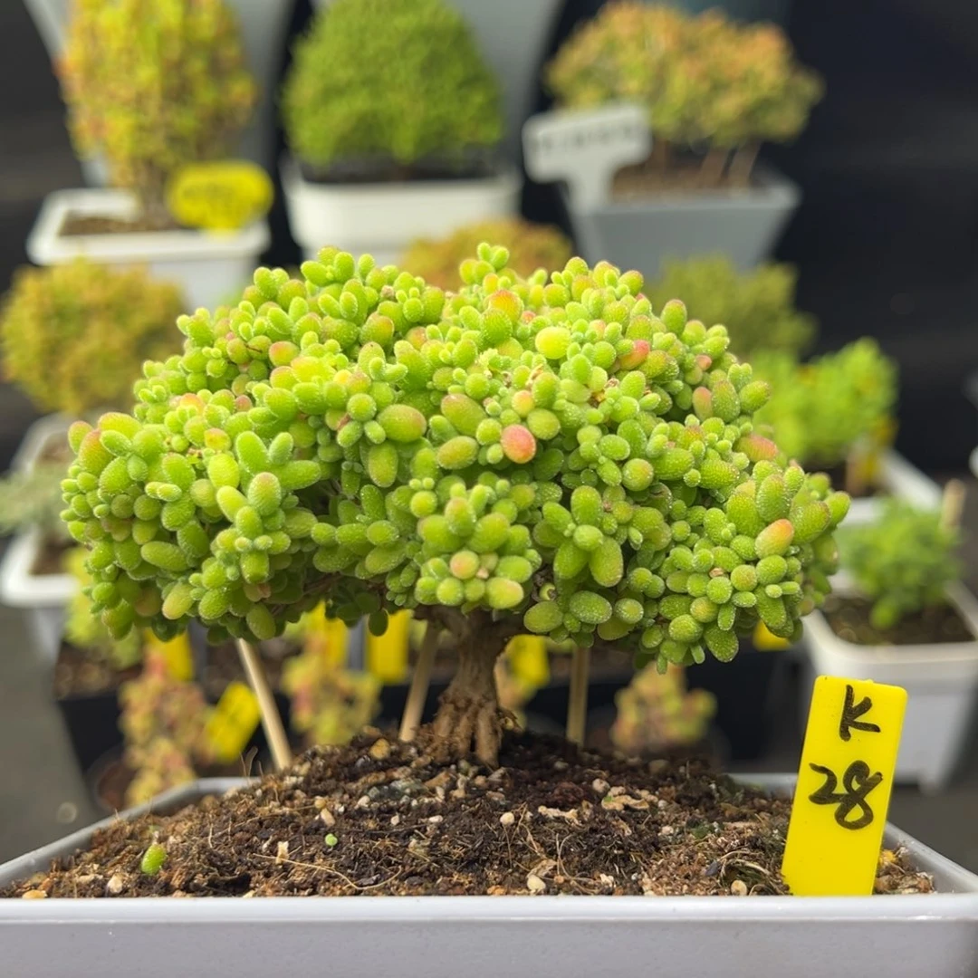 蜜橘带盆带土发货