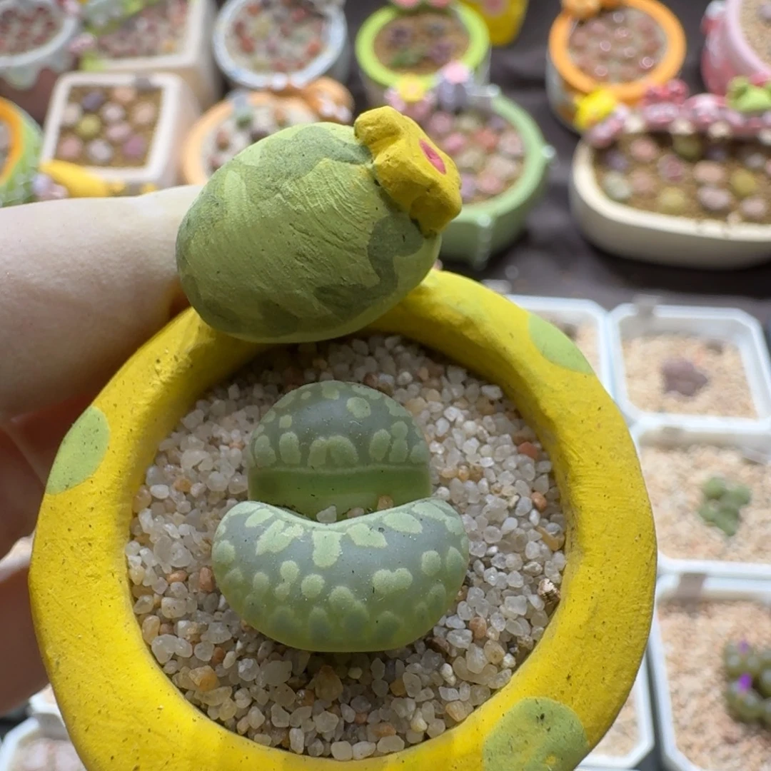0915-079连盆带花绿牙