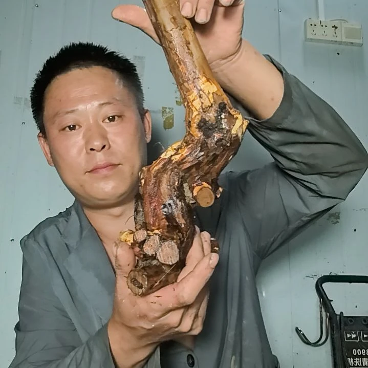 鸟***香无花朵盆景素材拍品