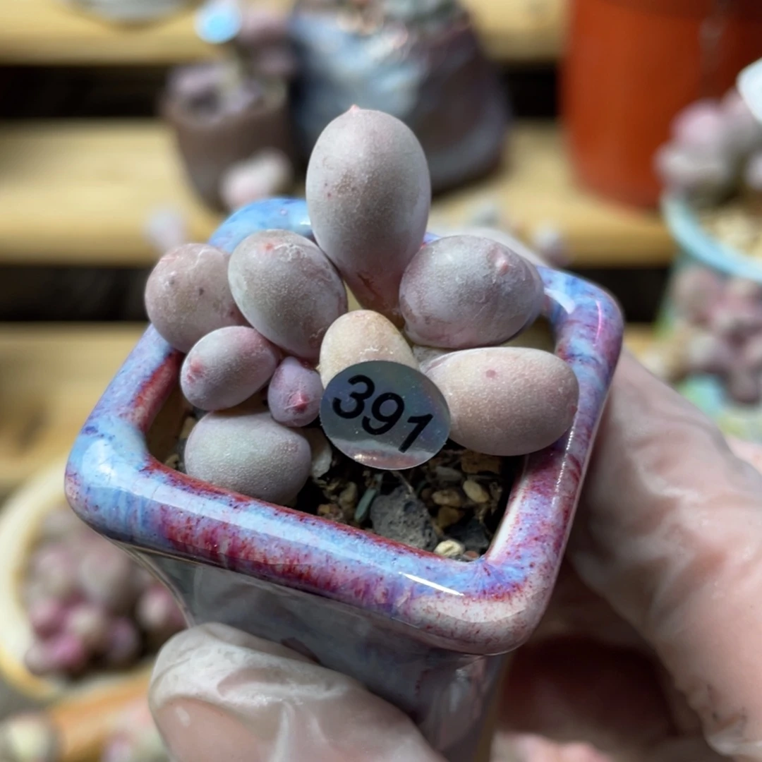 彩虹奶酪多肉植物