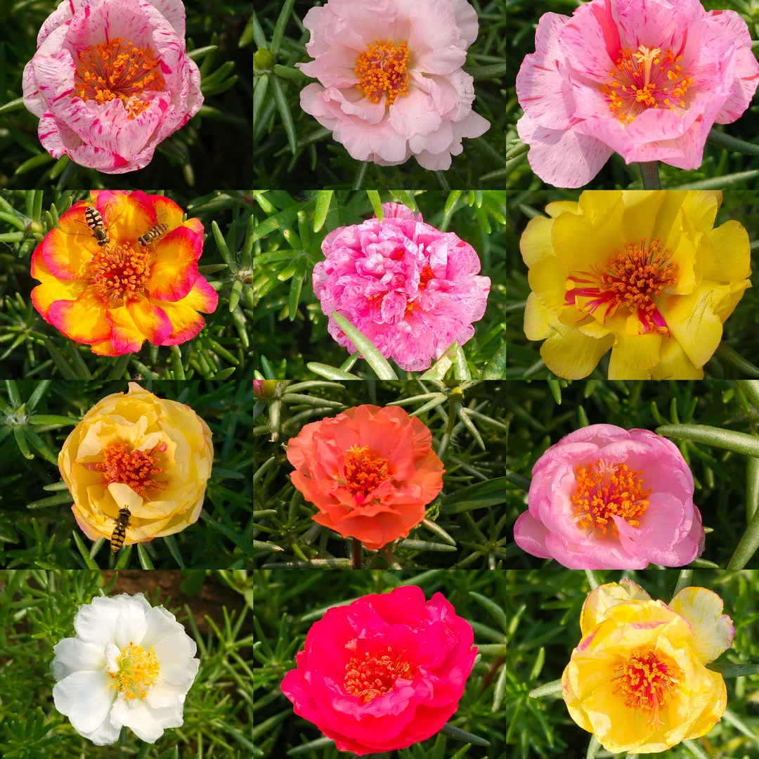 籽播重瓣太阳花 枝条 一年生结种子重瓣