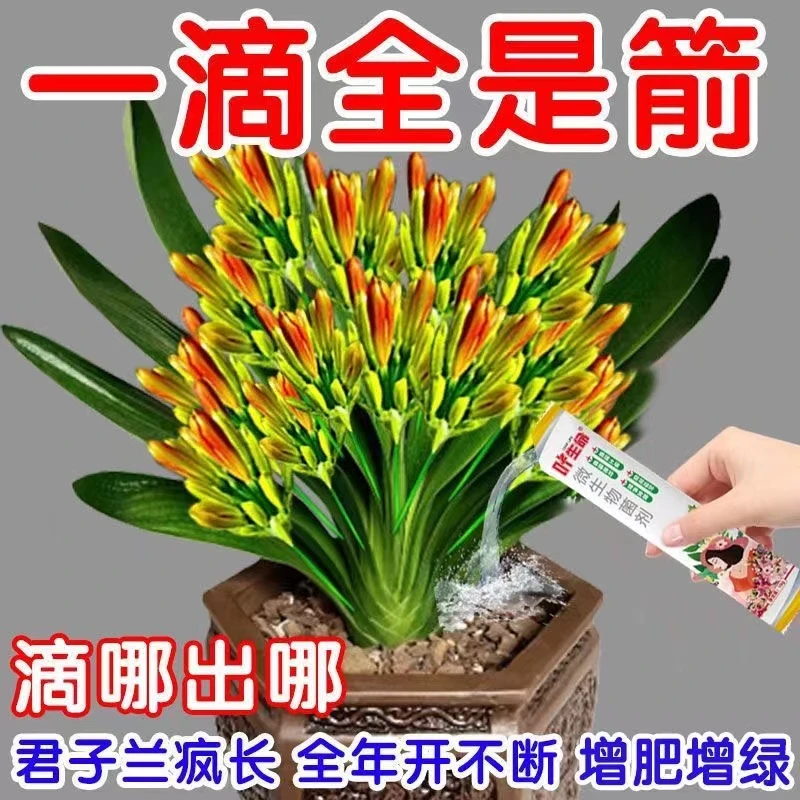 【专治不开花】君子兰快速拔箭授粉专用营养肥防黄叶不对称催花剂