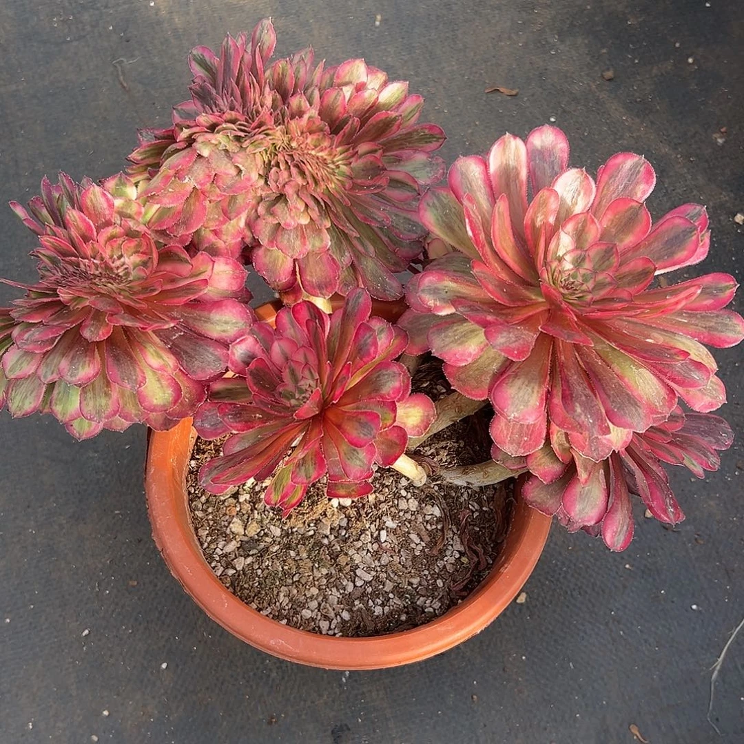 白月光缀化老桩朵缀