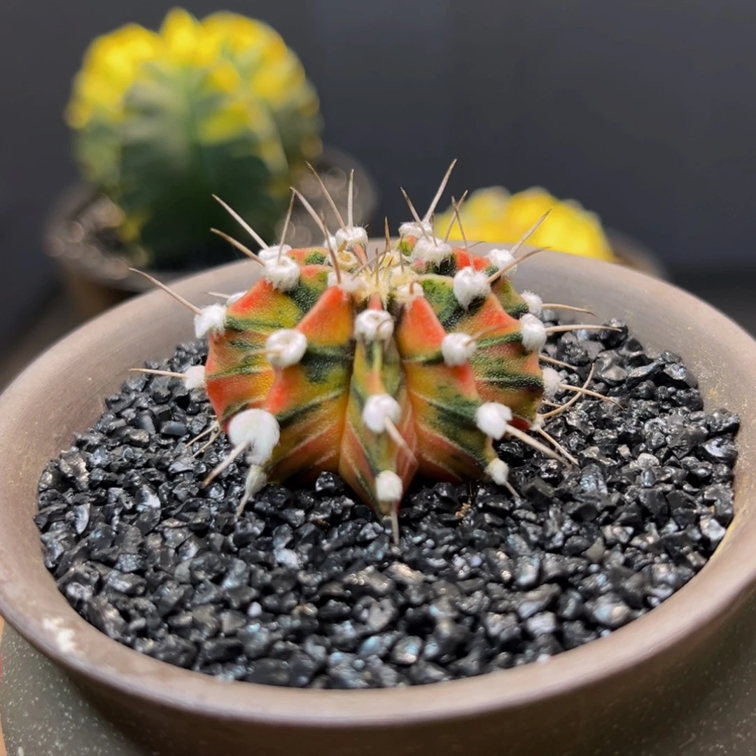 肋骨一代侧Zzzzzzzzzzzzzz