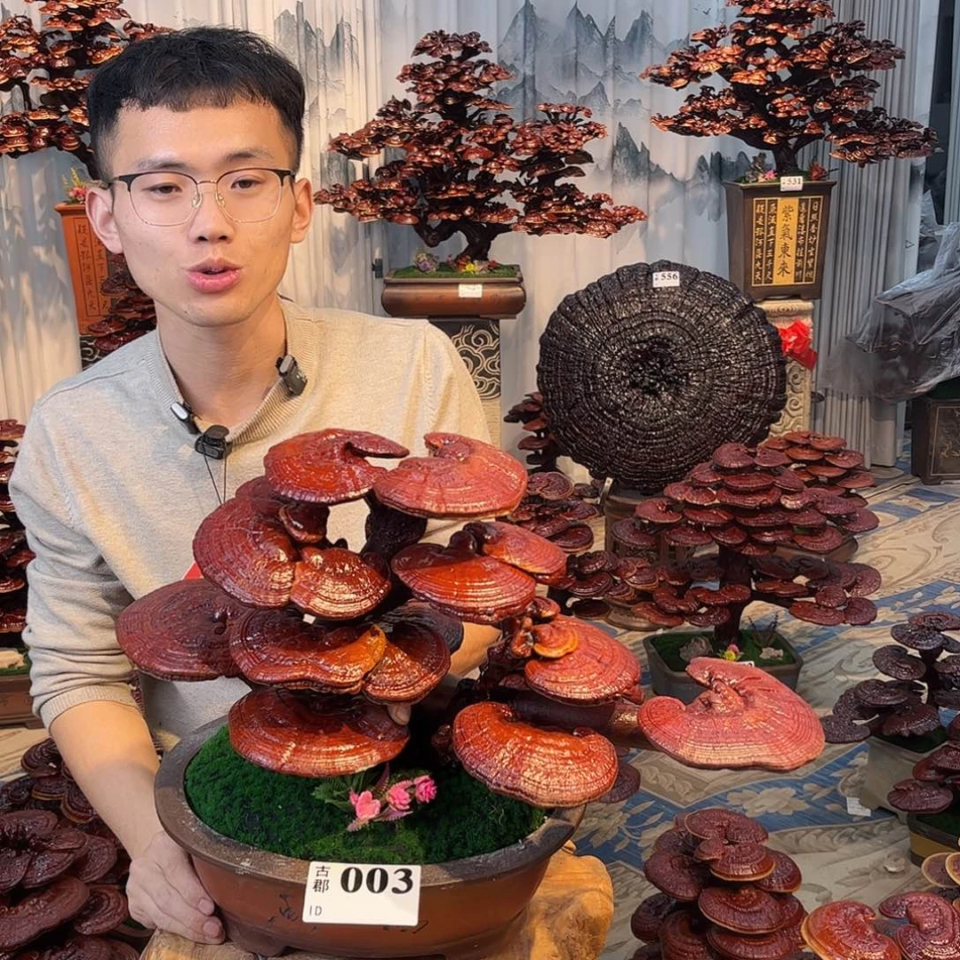 风***歌无花朵8888808888888