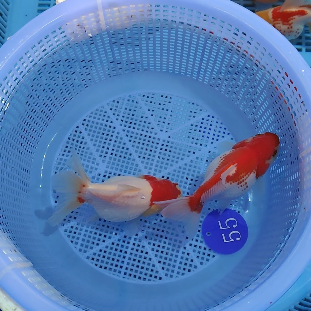 55泰狮两条特价京东包邮