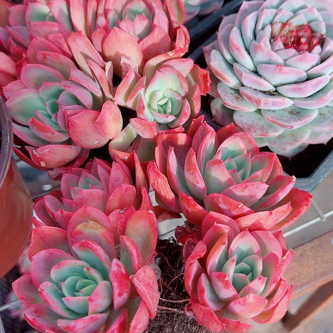 绮罗仙子多头造型二盆