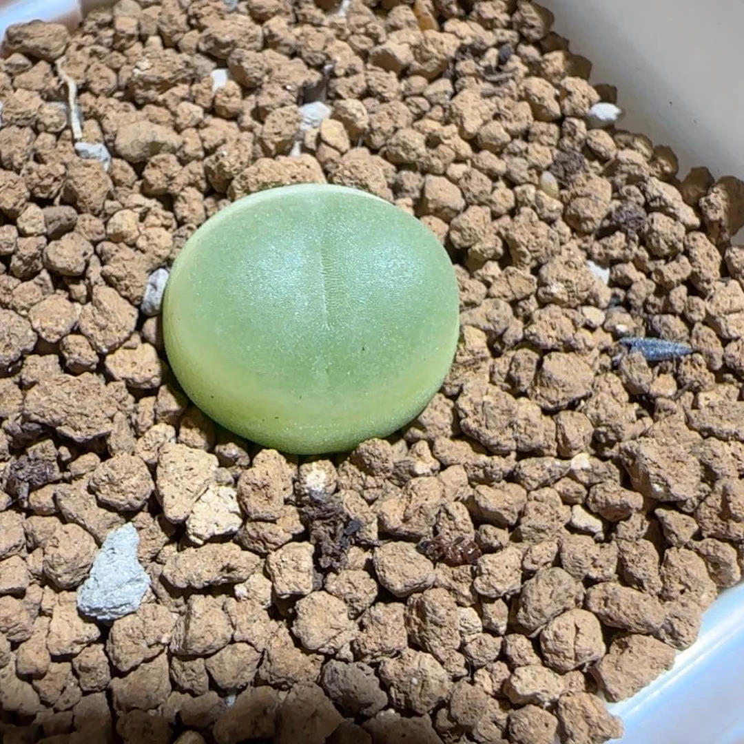 肉锥多肉植物组合-日式拉登404