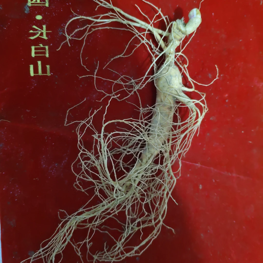 1斤长白山脉鲜人参实惠款残参，直播间选货，一物一拍