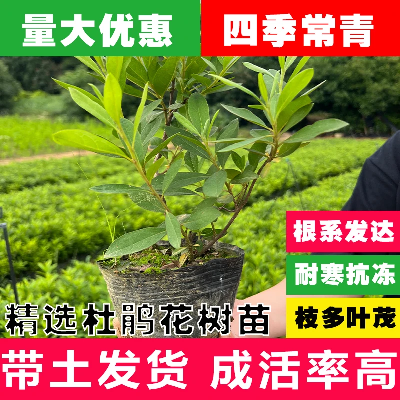 杜鹃花杯苗工程苗毛杜鹃量大春鹃带盆土庭院花卉厂区绿化植物