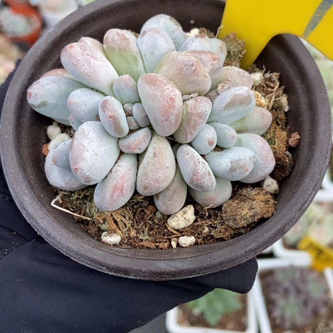 937香水多肉植物多肉