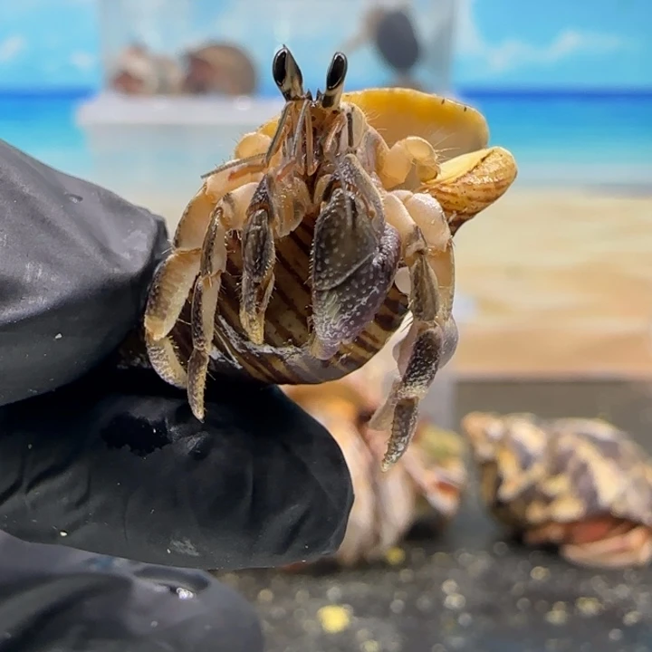 A6-1.3口紫色魔女