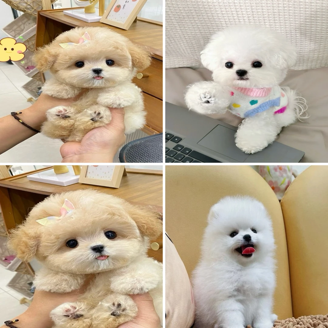 宠物狗泰迪比熊博美小型犬活体家养链接