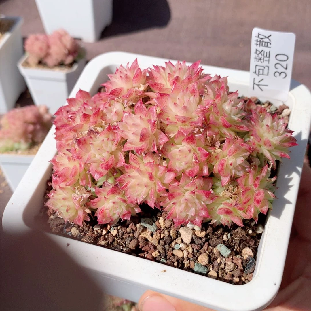 320麦秆群不包整散