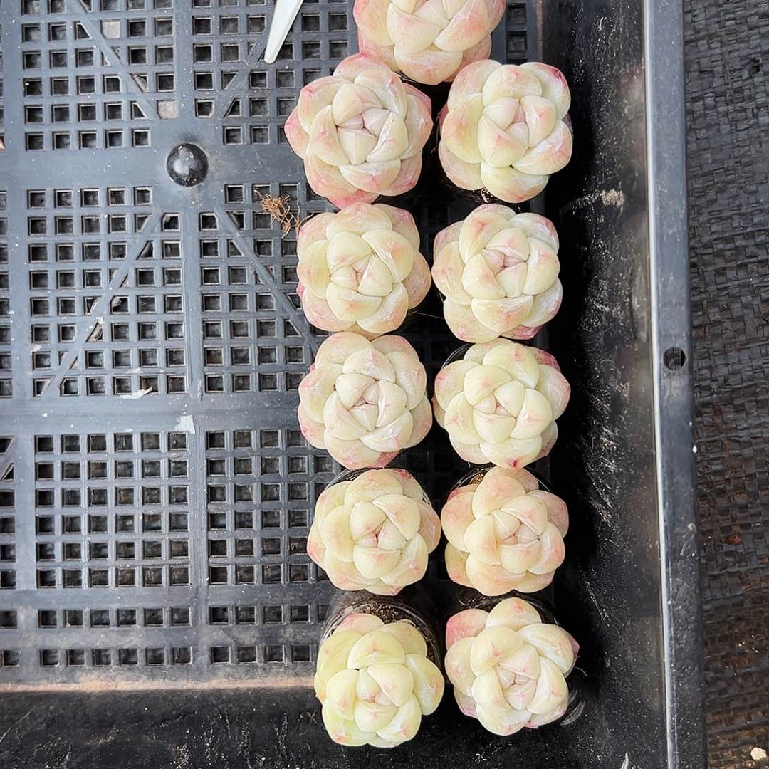 芳*冰玉白透暗纹心，芳子1167