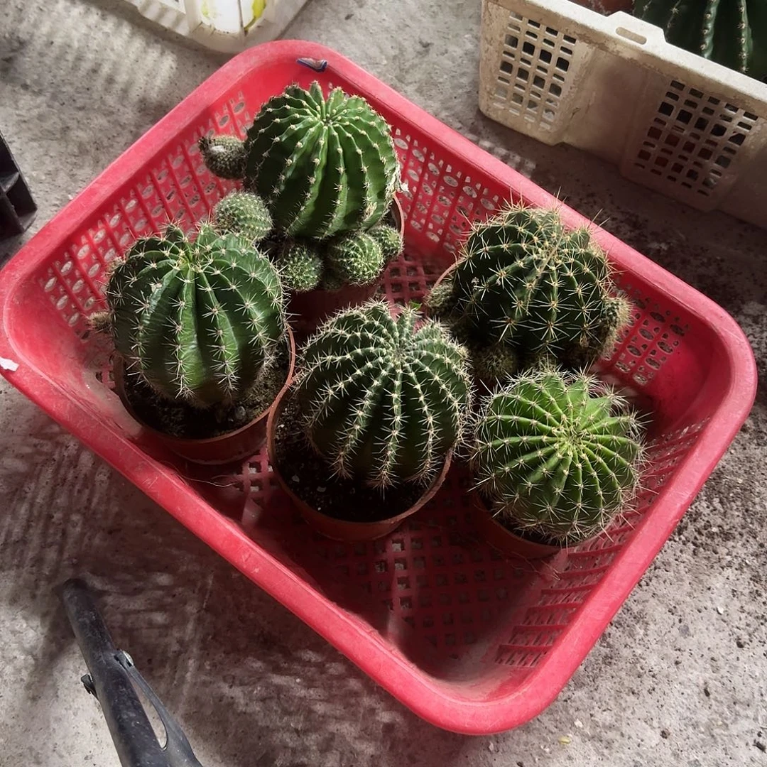 青***青无花朵彩草哈哈哈哈哈哈哈哈