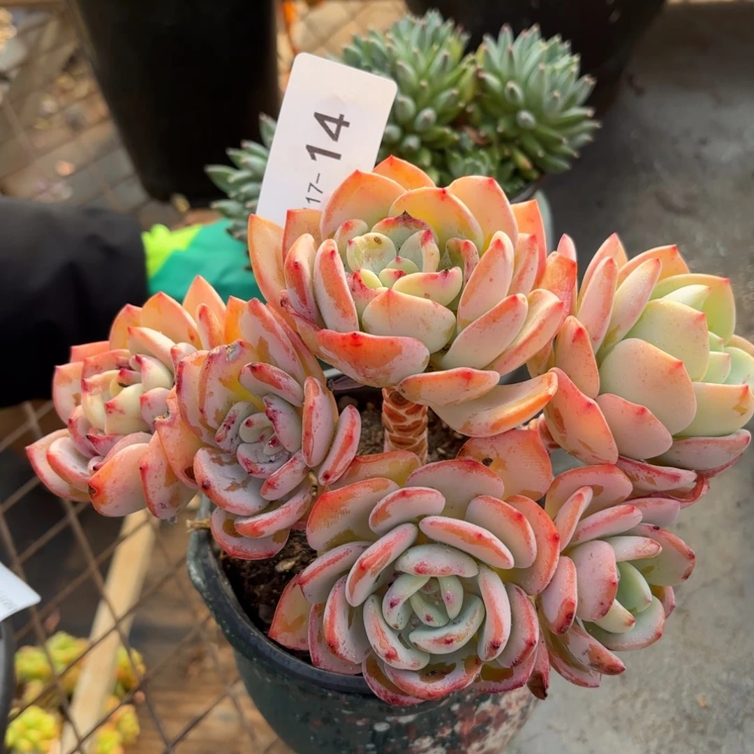 同温层多肉白月光14