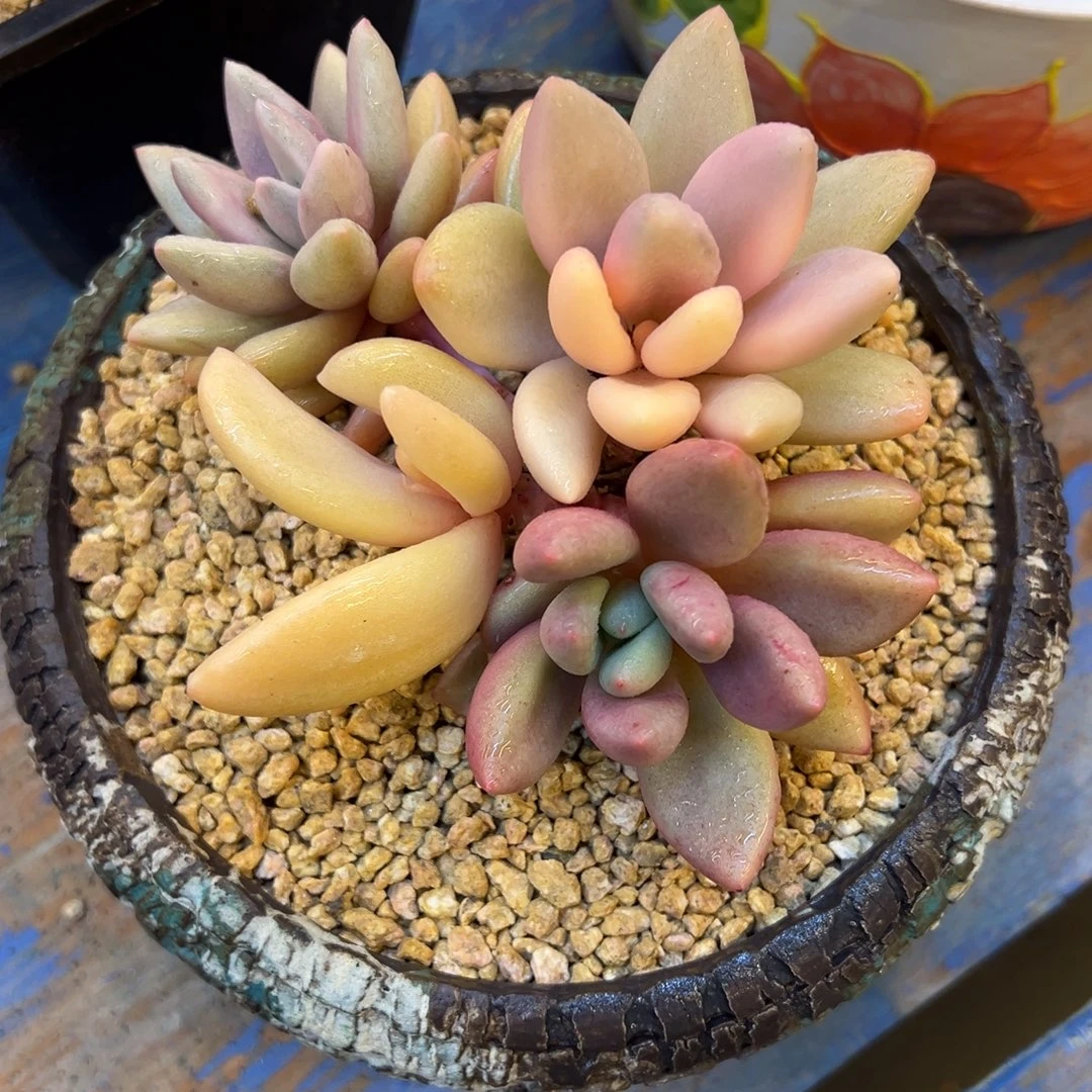 桃花源锦，，，，，，，，，，