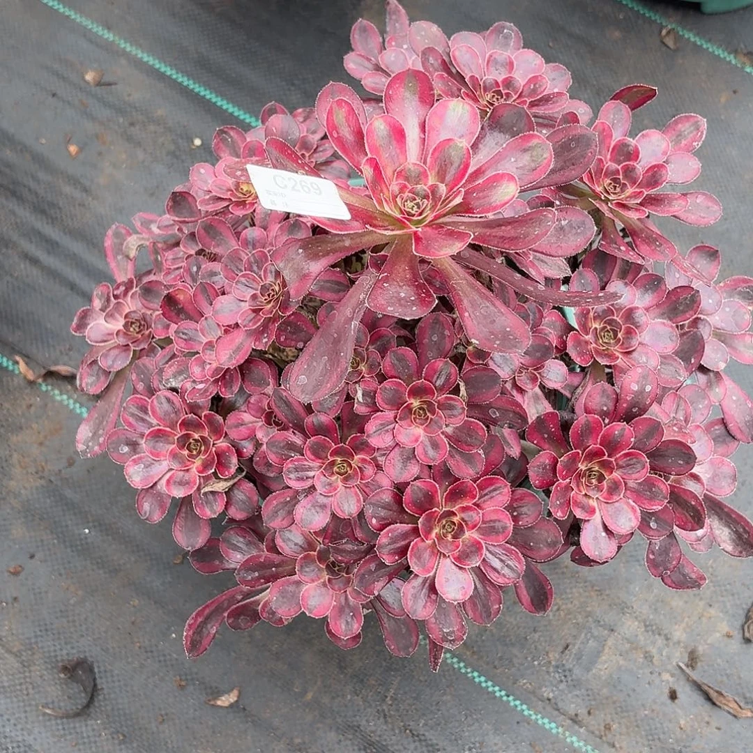 3想奶奶多肉植物发货
