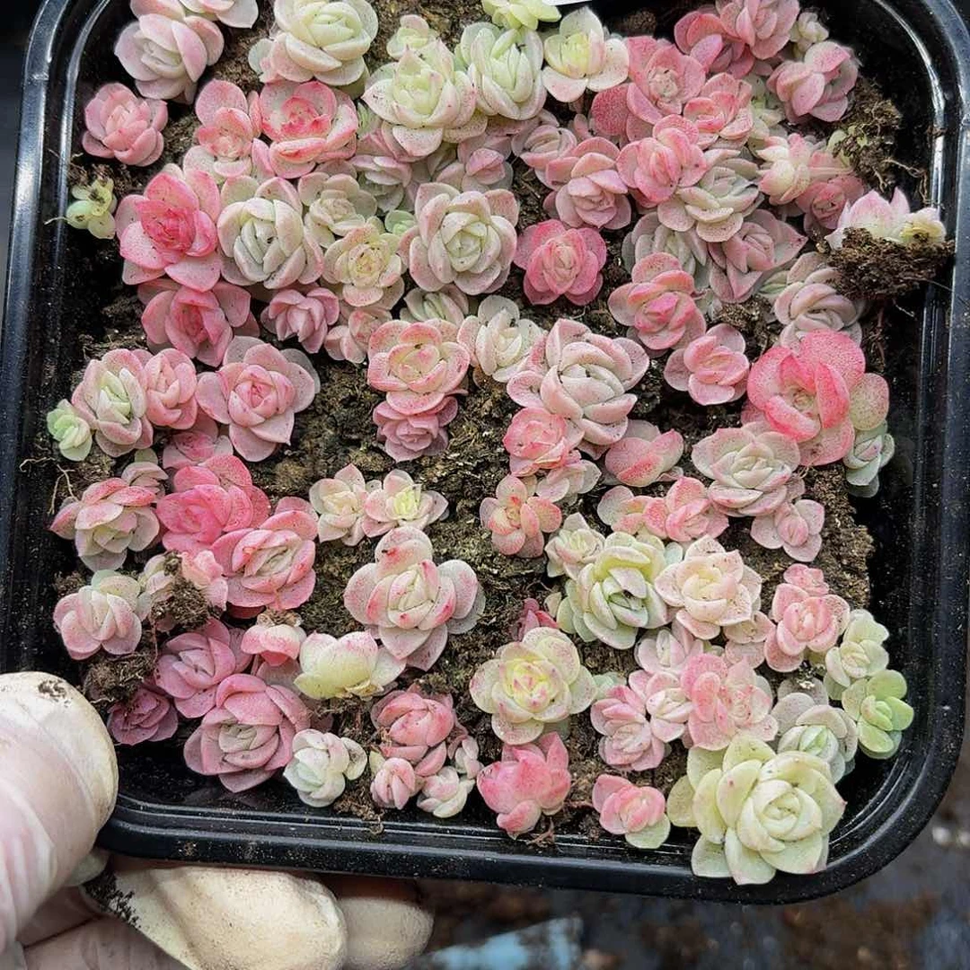 多肉植物多肉植物977