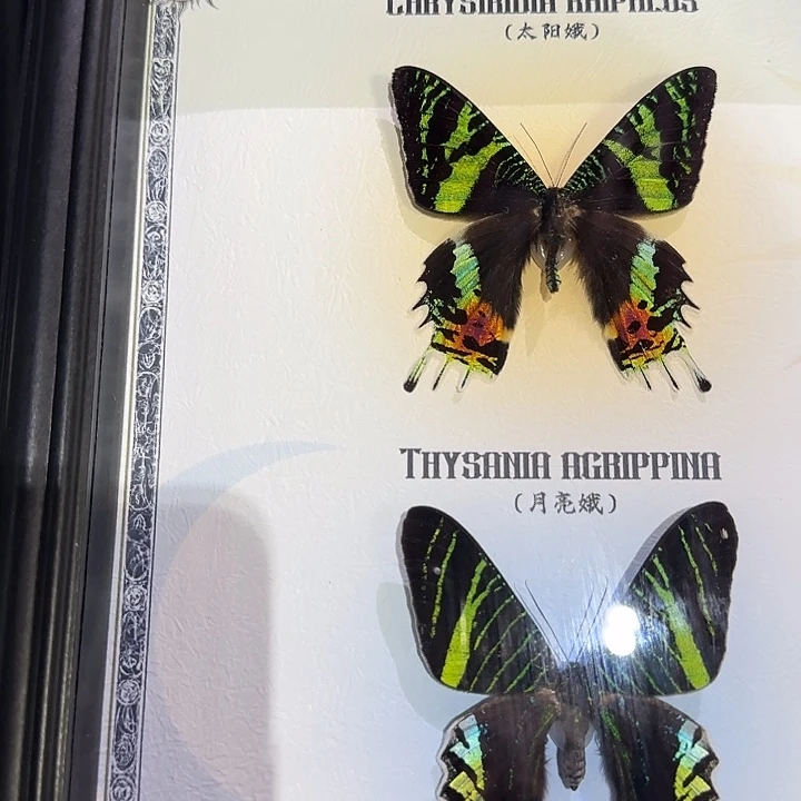 小***荐日月同辉，春秋不老