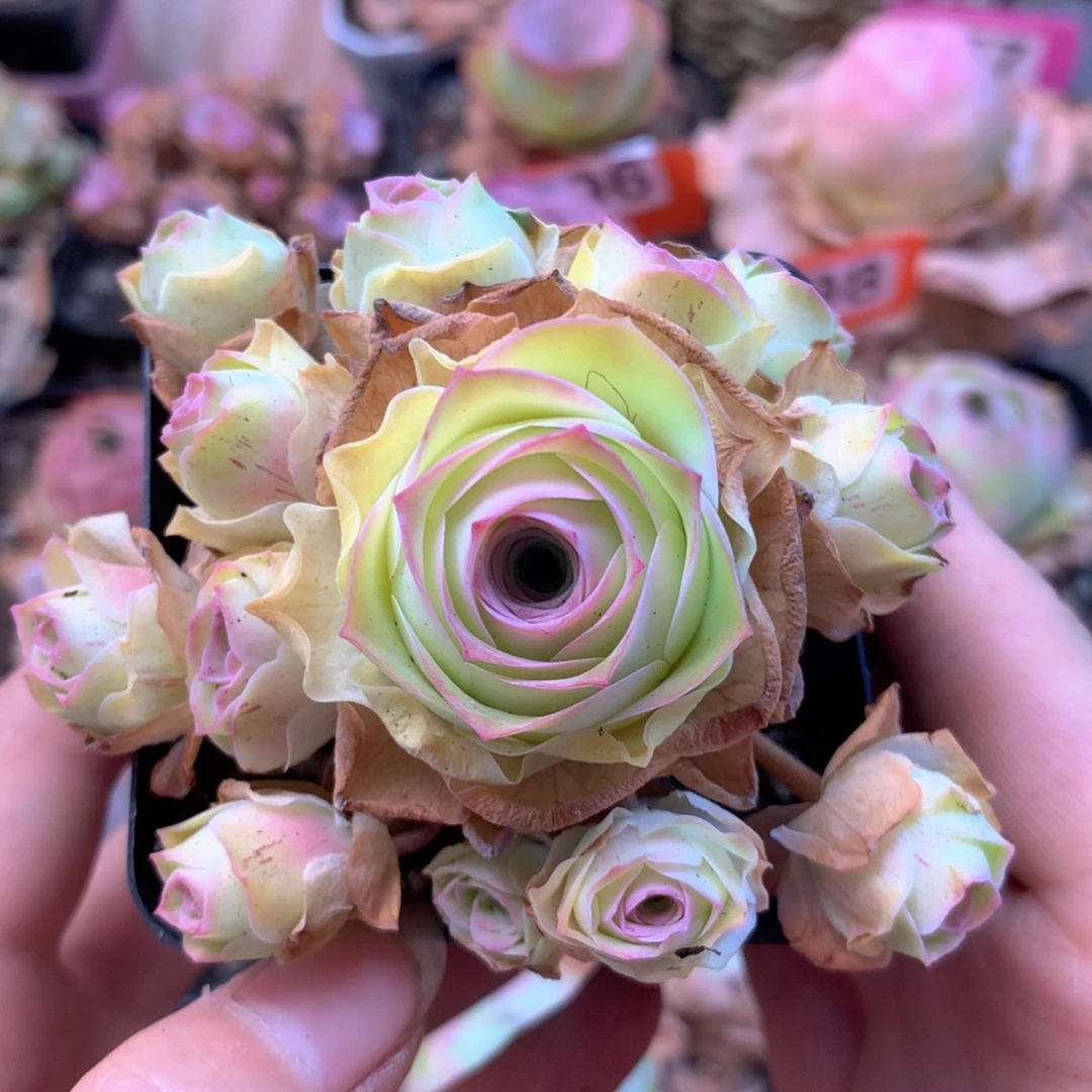 一物一拍殊帕优选003