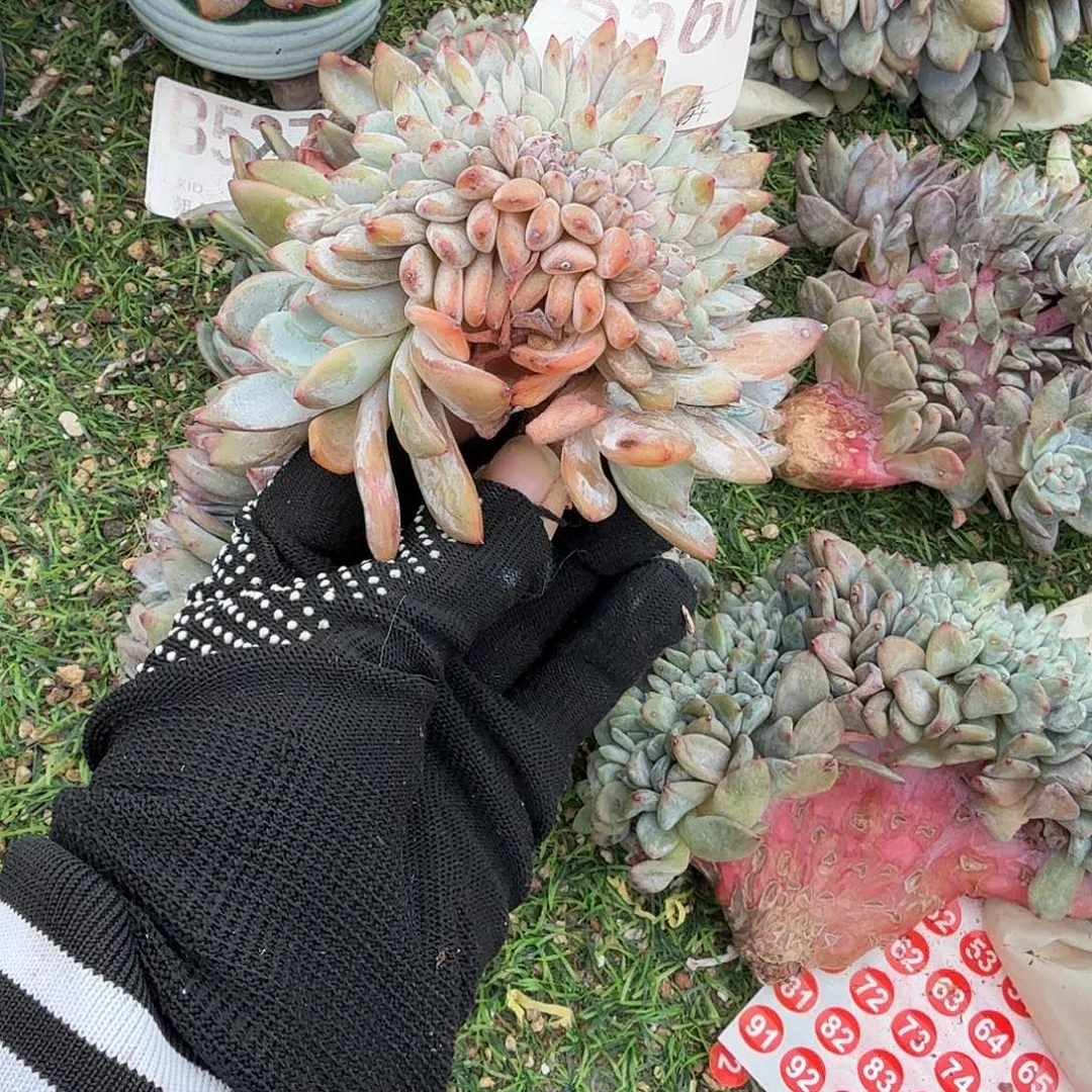 龙头龙尾星影缀化