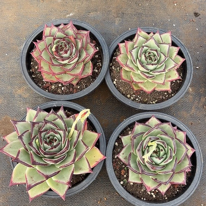 一组乌木多肉。