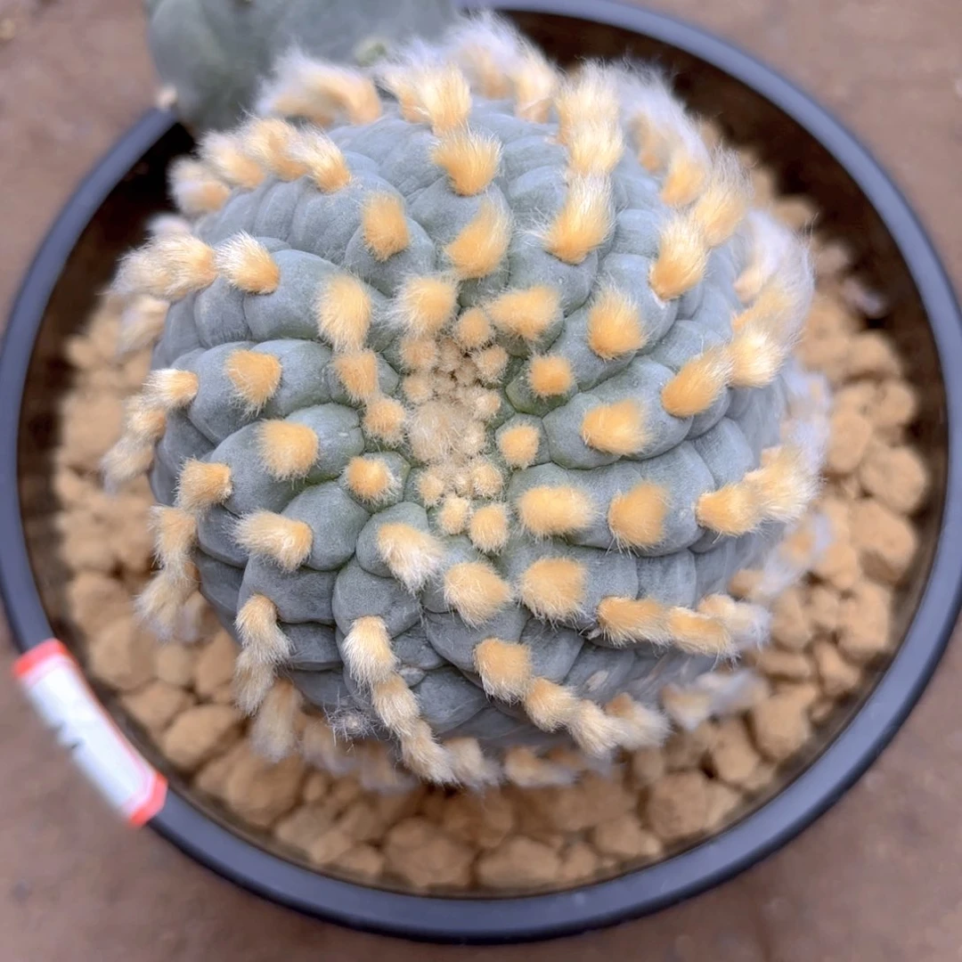 螺旋小尤佛头G g g g g