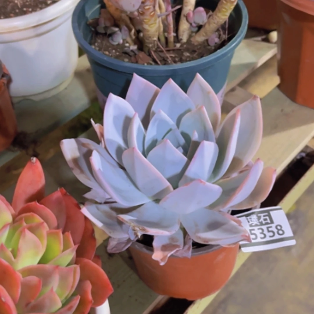 【闪购商品】小*关白莲15358