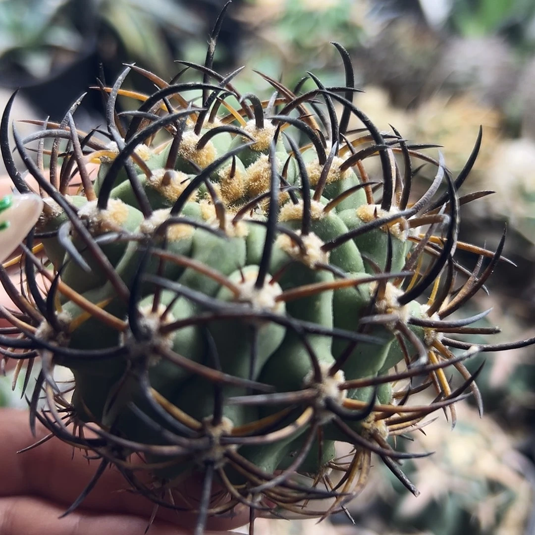 黑曜有根仙人球6666666666