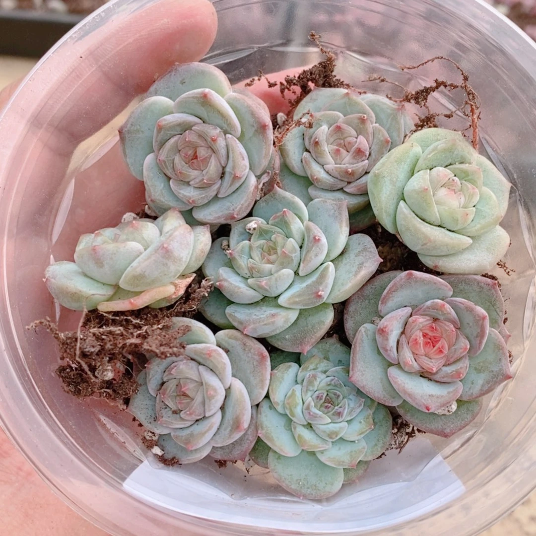 多肉植物精品切糕B506