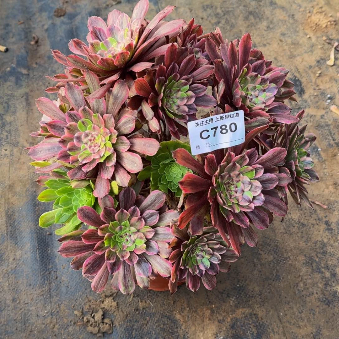 多肉植物780花脸粉黛