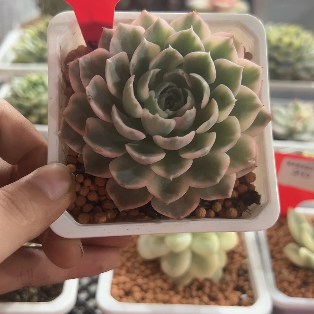 21号沙漠玫瑰锦多肉植物