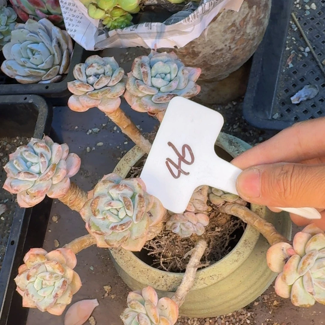 多肉植物的生长发育和生长
