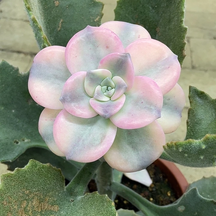 紫乐锦一物一拍锦龙