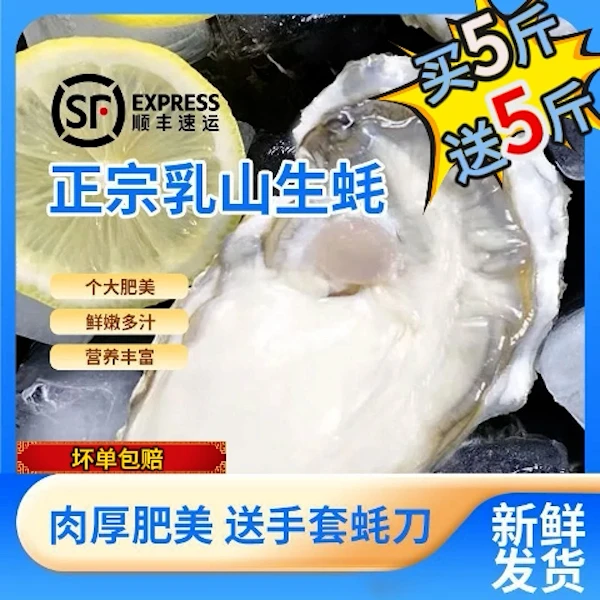 【买5斤送5斤】正宗乳山免洗刺身级金标生蚝海鲜水产海蛎子新鲜牡蛎