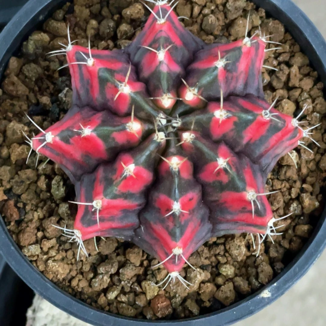 当前无花朵，栽培后可花朵黑红米哈锦