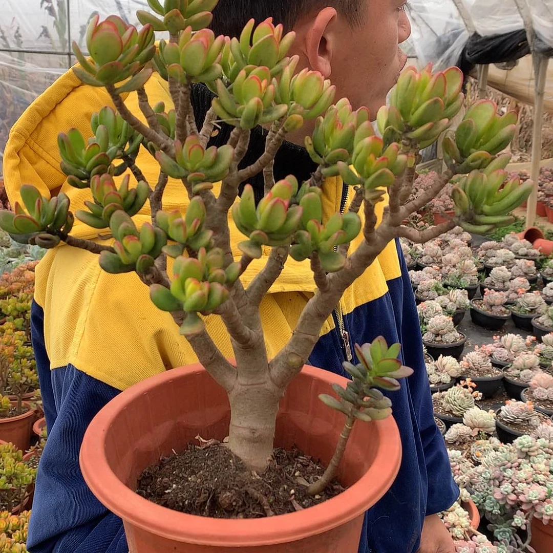 胖哥多肉推荐招财猫9.9