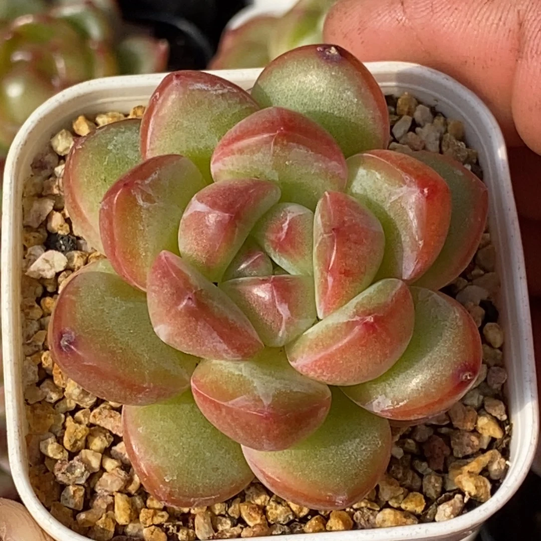 天官赐福百无禁忌