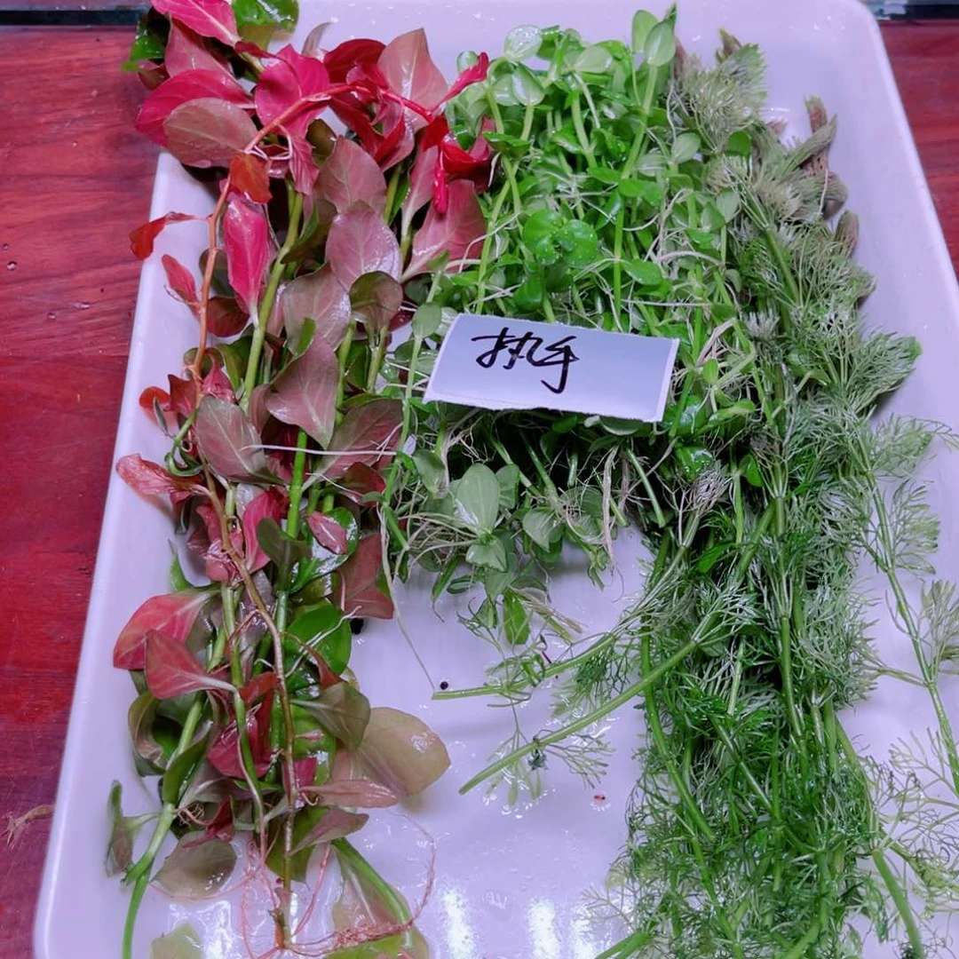 美小呆精品水草套餐